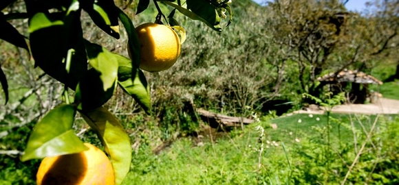 Lemon tree at Site at Walnut Treehouse, Baixo Alentejo