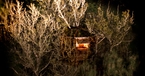 Exterior view of Walnut Treehouse at  night, Baixo Alentejo