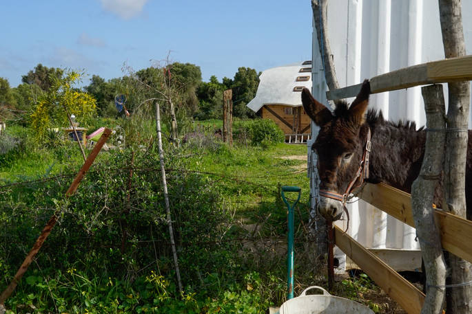 Friendly donkey poking his head over the fence at Magic Ranch in Cadiz, Spain