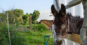 A curious donkey pokes his head over the fence at Magic Ranch in Cadiz