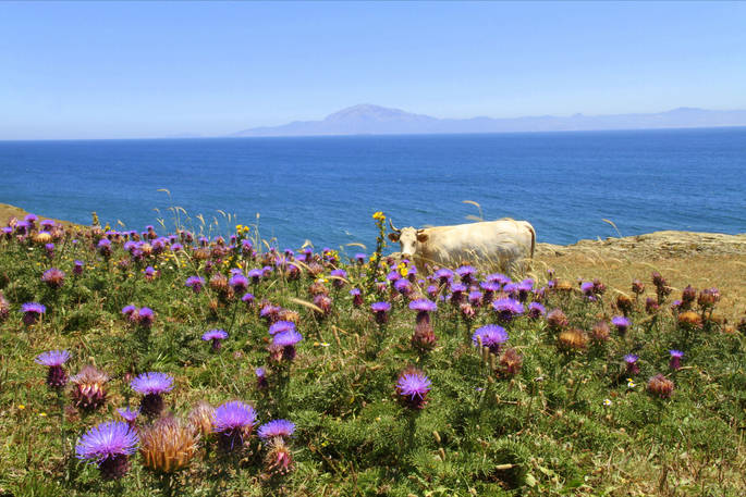 andalusia, sea view, cow, flowers