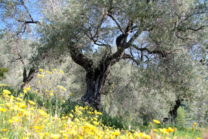 Olive tree at Casabayacas in Spain 
