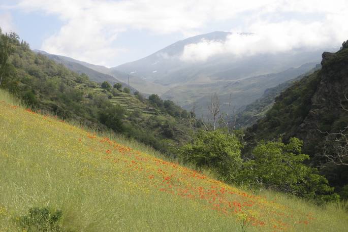 Poppies and Mulhacen
