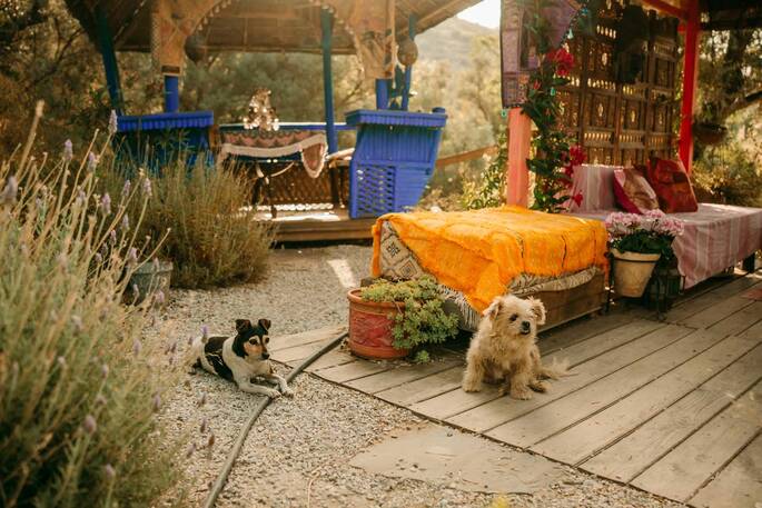 Yurt Pomegranate (15)