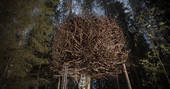 birds nest treehotel