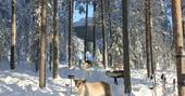 Treehotel_Ufo_web