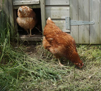 chickens at Berridon Farm