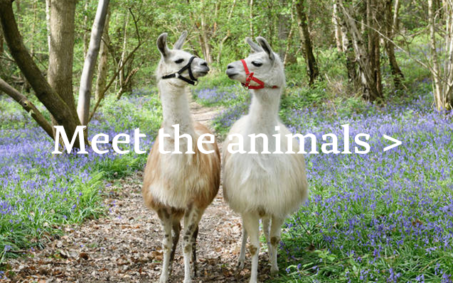 Meet the animals